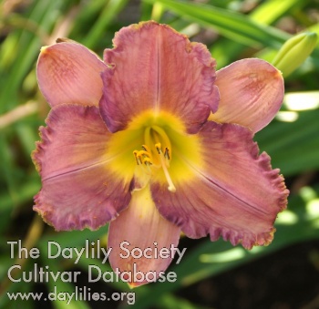 Daylily Aspic